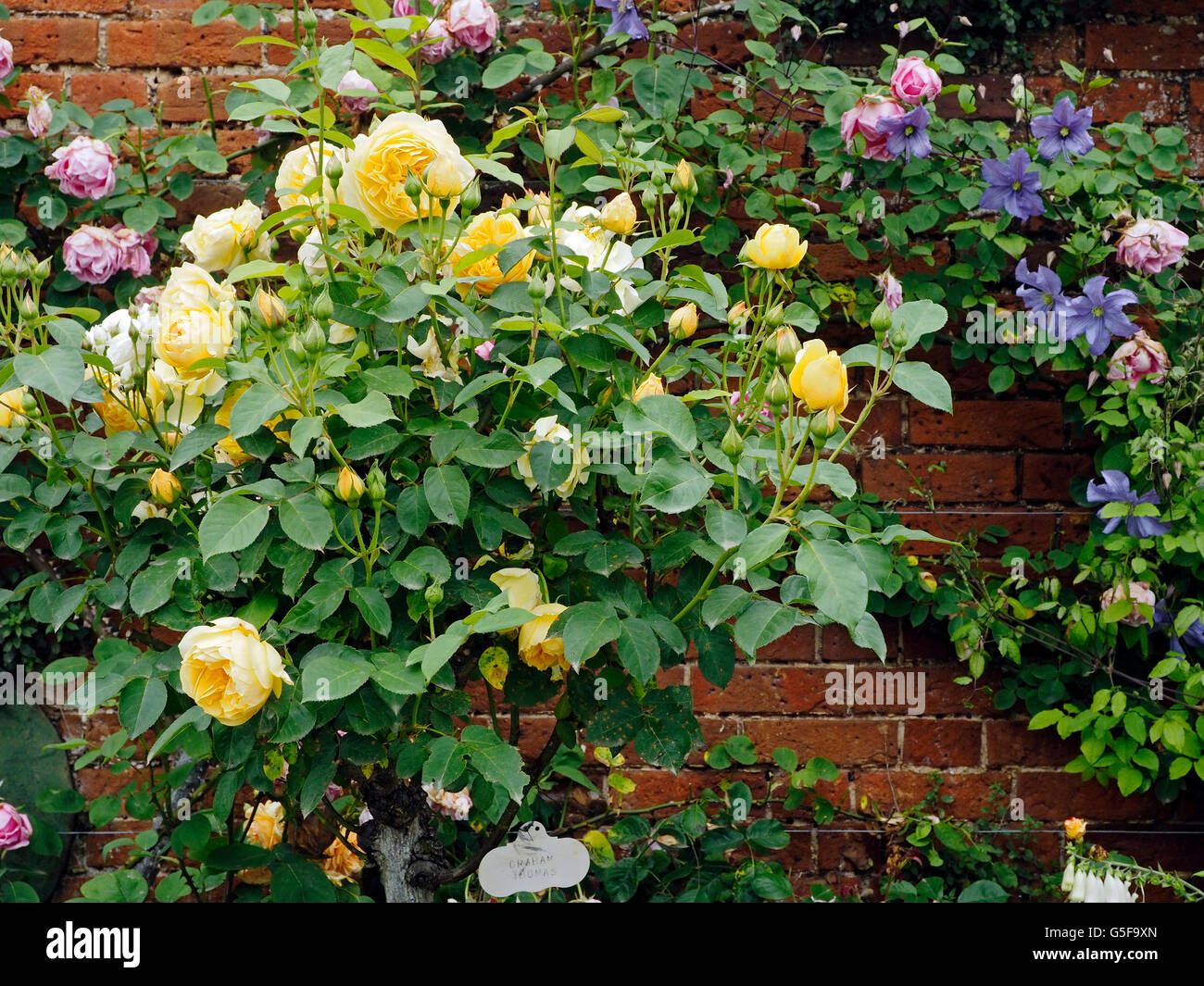 Rosa ad arbusto 'Graham Thomas' cresciuto come standard al confine di un giardino murato. Foto Stock