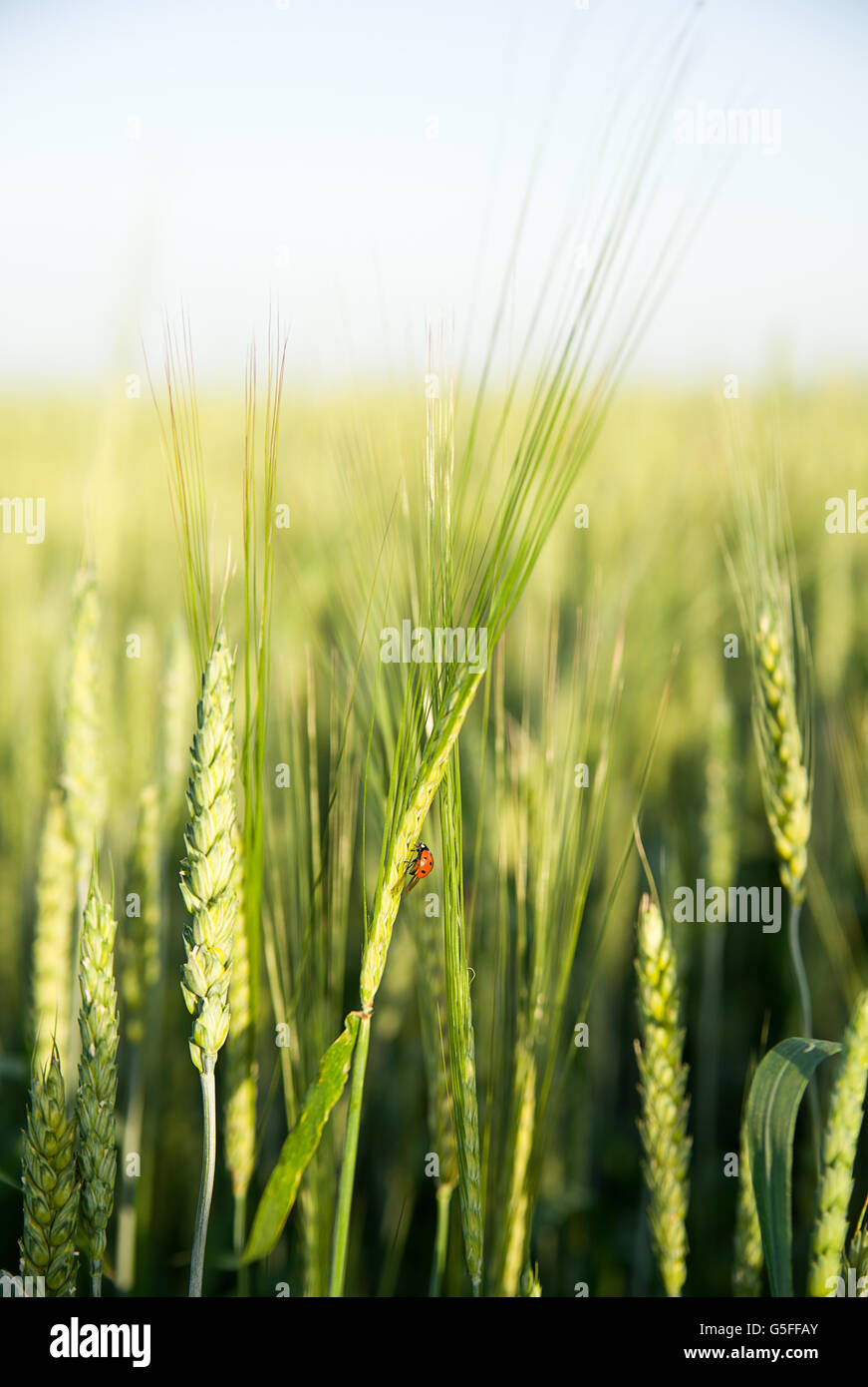 Chicco di grano che cresce su un campo di fattoria Foto Stock