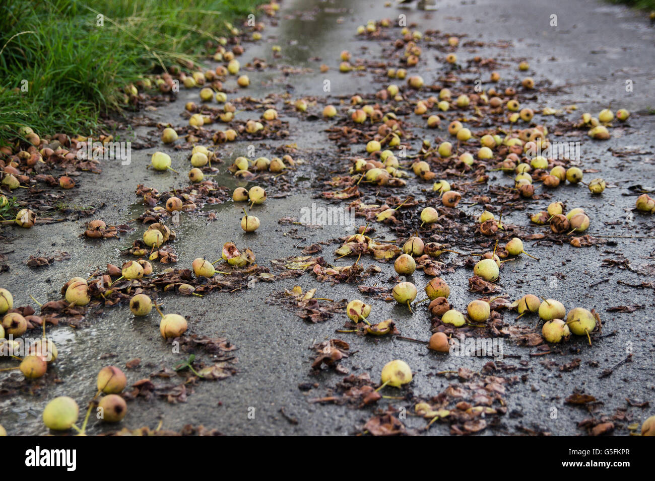Pere caduto Foto Stock