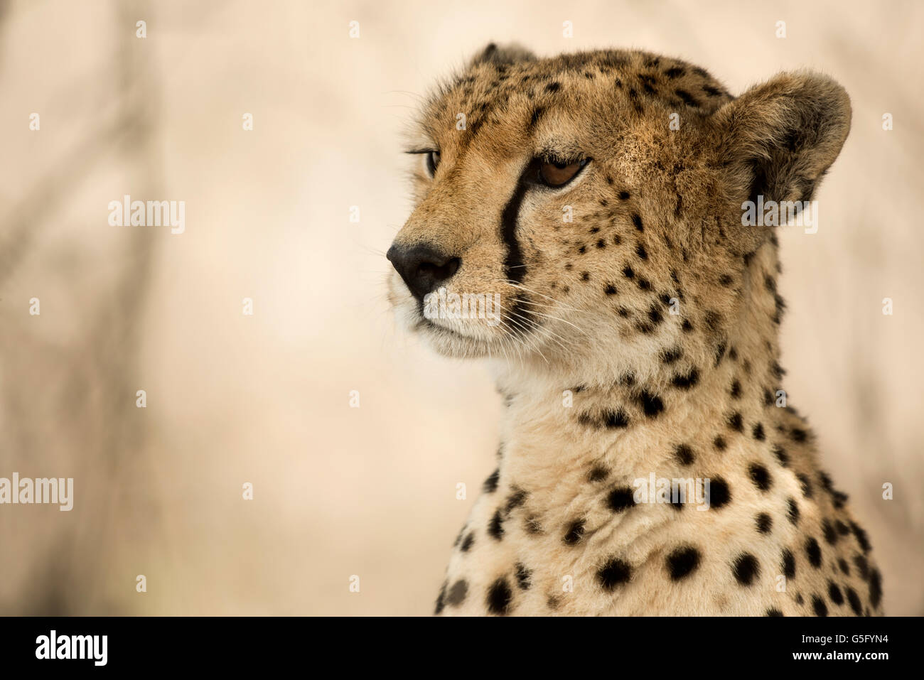 Close-up di un ghepardo, Serengeti, Tanzania Foto Stock