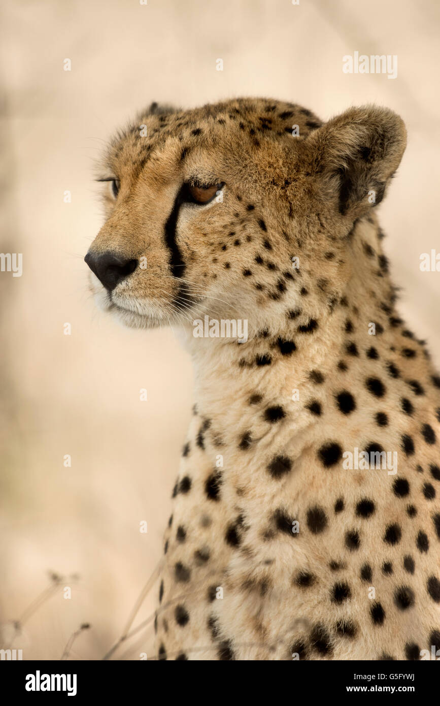 Close-up di un ghepardo, Serengeti, Tanzania Foto Stock