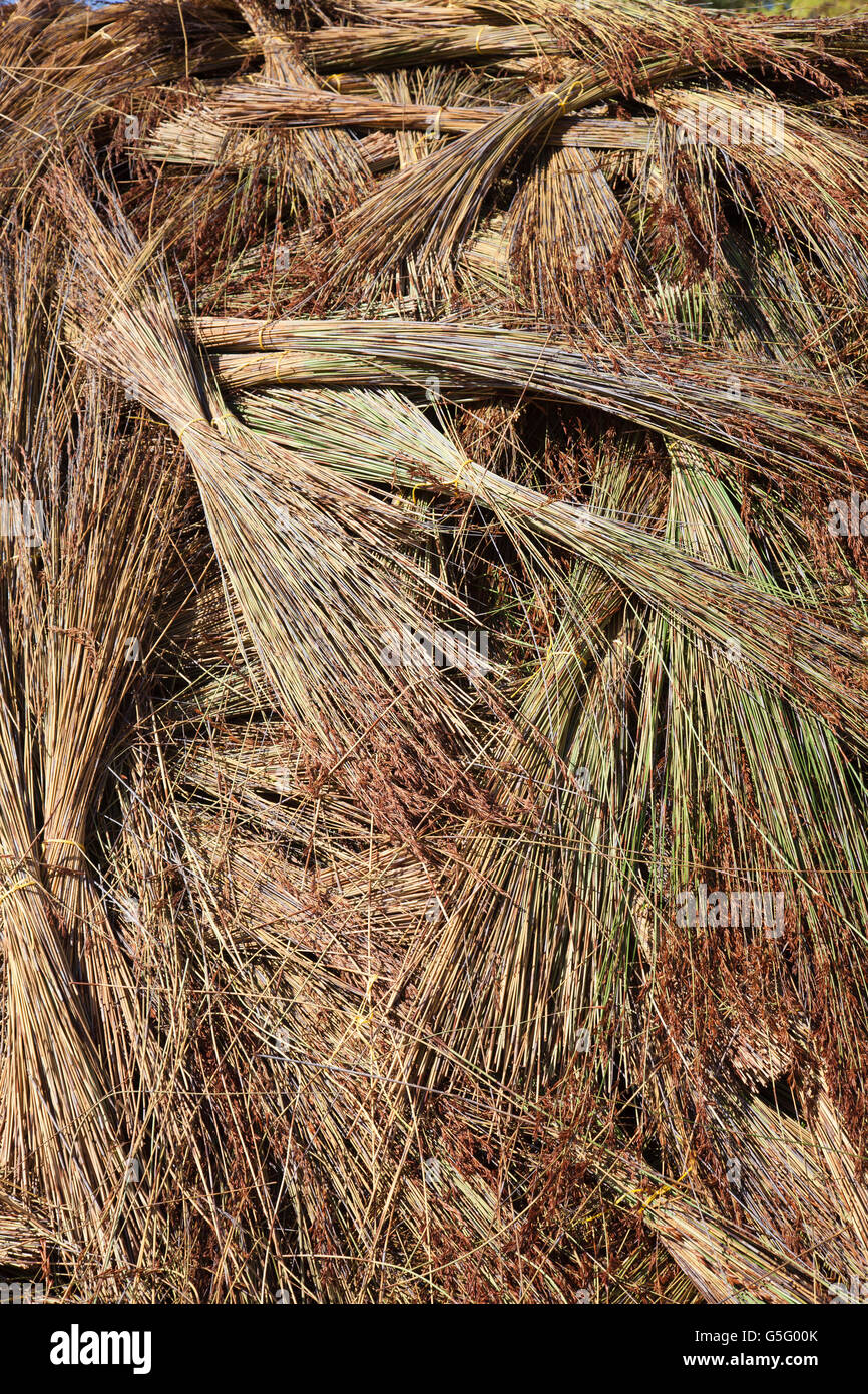 Canne di erba fasci di paglia per copertura in Namibia Foto Stock