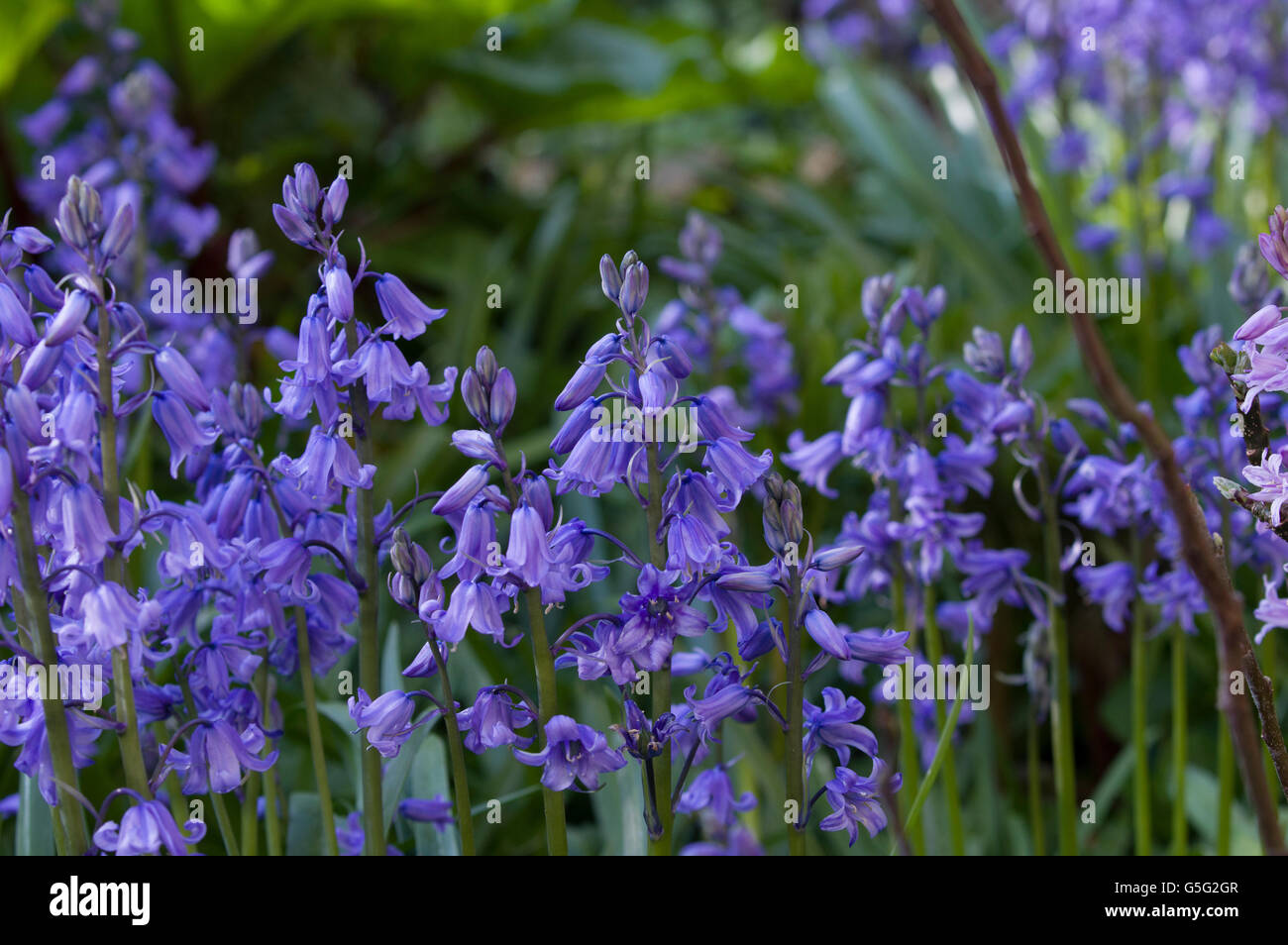 Bluebells aka Hyacinthoides, Endimione non scriptus o Scilla non scripta è una bulbosa pianta perenne Foto Stock
