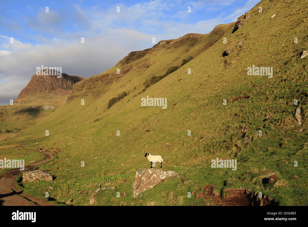 Pecore in Talisker, Isola di Skye, Scotland, Regno Unito Foto Stock