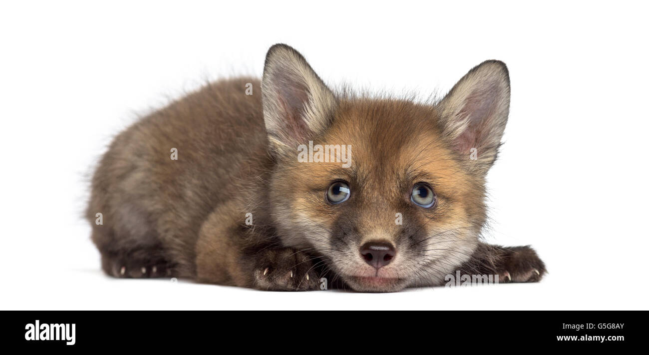 Fox cub (7 settimane di età) che giace di fronte a uno sfondo bianco Foto Stock