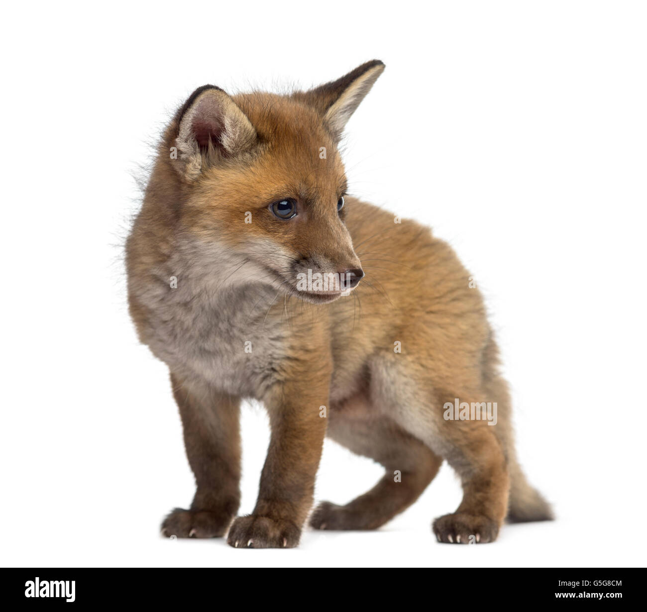 Fox cub (7 settimane di età) davanti a uno sfondo bianco Foto Stock