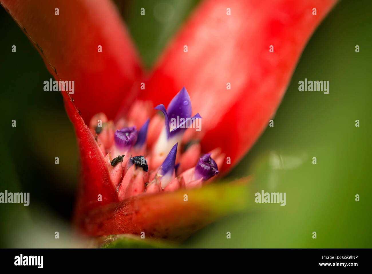 Bromiliad. Un fiore succelent in colori luminosi vicino, il nome latino è Neoregelia cyanea. Foto Stock