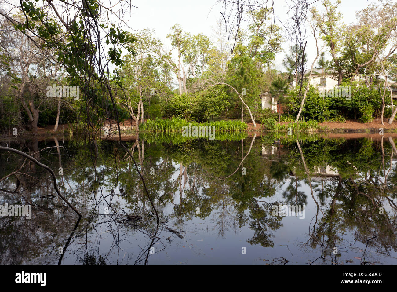 Il lago di proprietà sul lato affacciato su una splendida insenatura del lago di Butler, Windermere, Orange County, Florida, Stati Uniti. Foto Stock