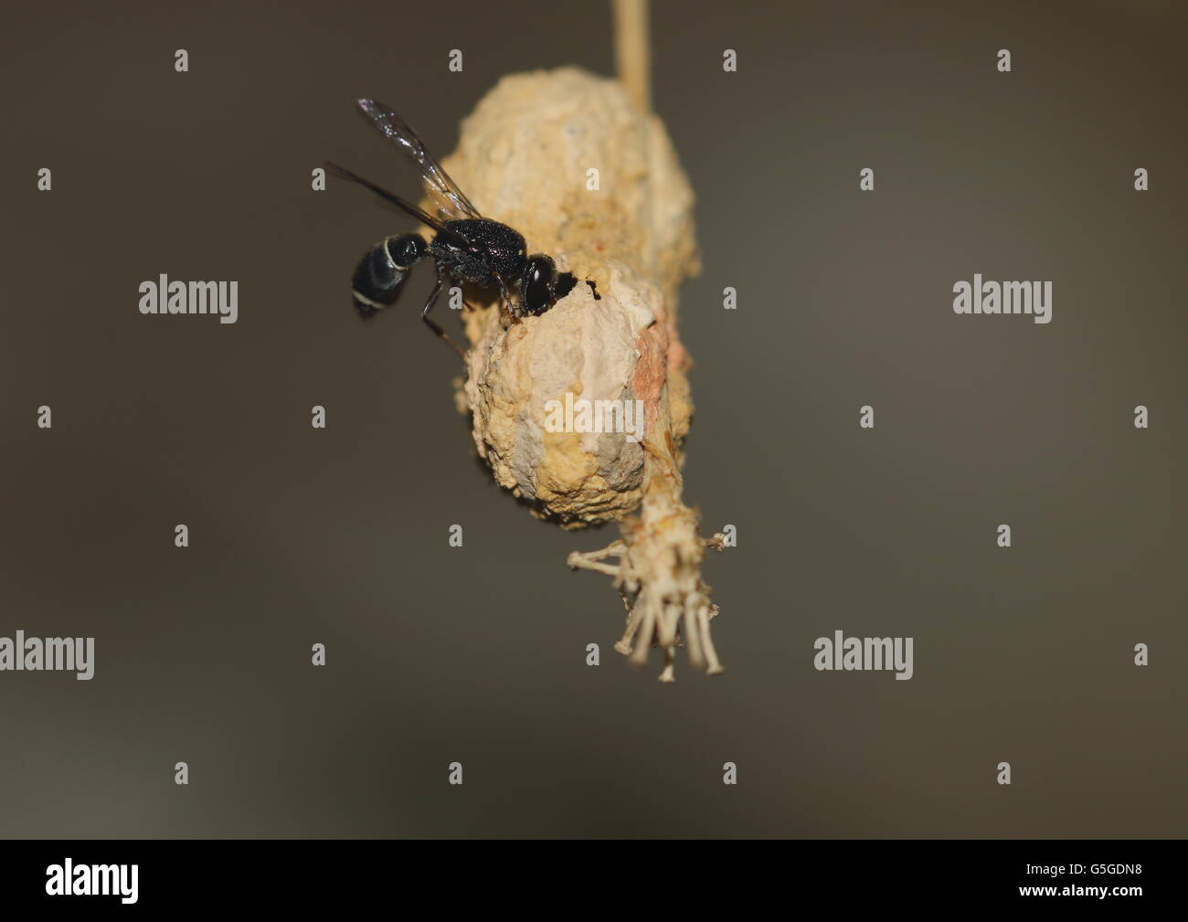 Potter nero wasp (eumenes fraternus) edificio il suo nido. Eumenes fraternus presenta jet-corpo nero con distintivi-avorio ma di colore Foto Stock