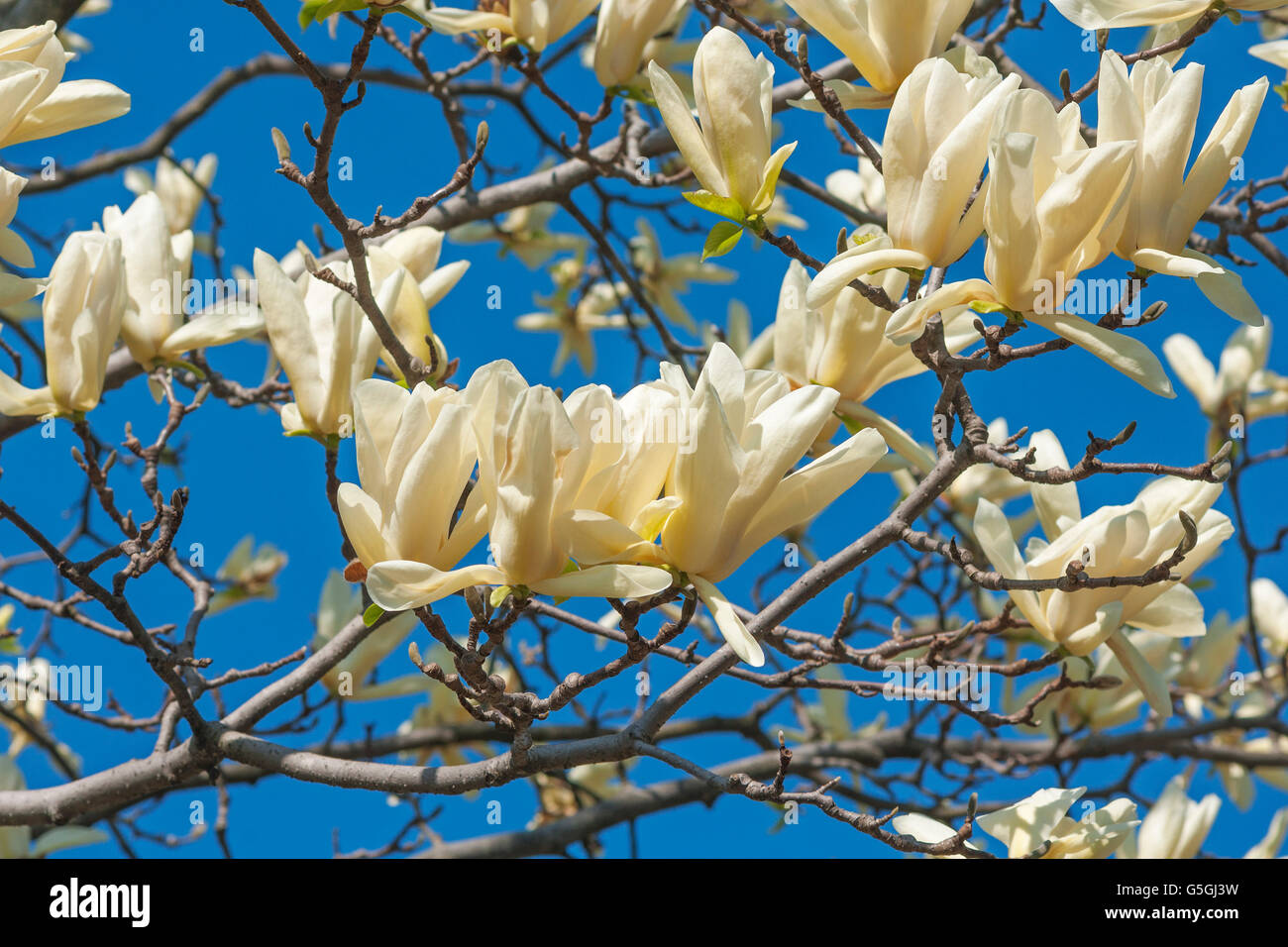 Calice d'Avorio fiori di magnolia Foto Stock