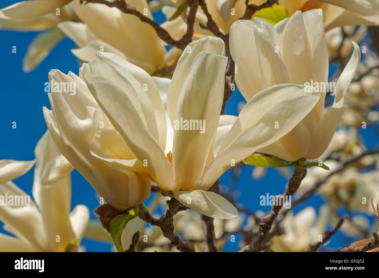 Calice d'Avorio fiori di magnolia Foto Stock
