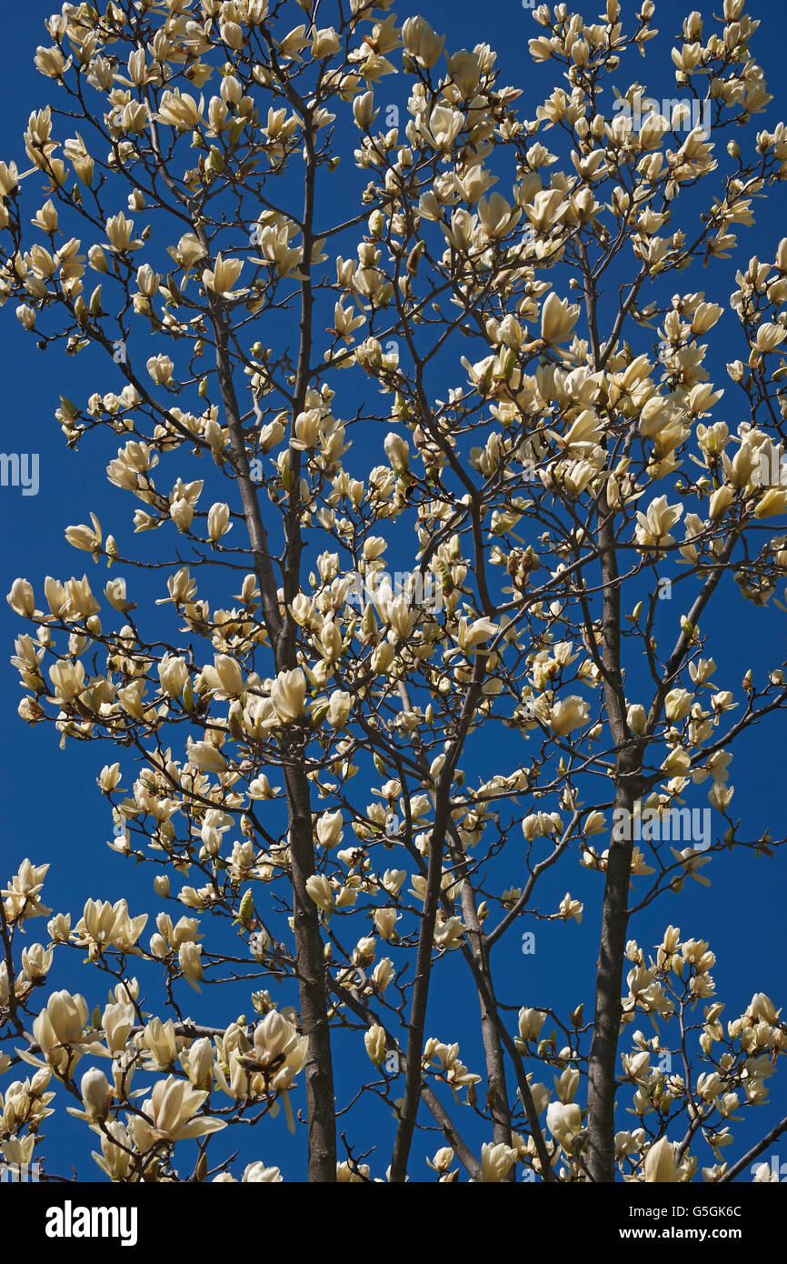 Calice d'Avorio magnolia Foto Stock
