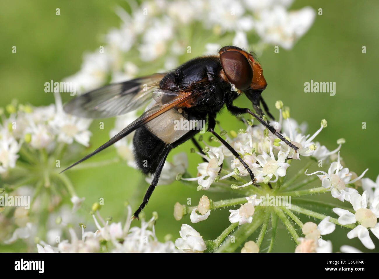 Grande Pied-hoverfly Volucella pellucens Foto Stock