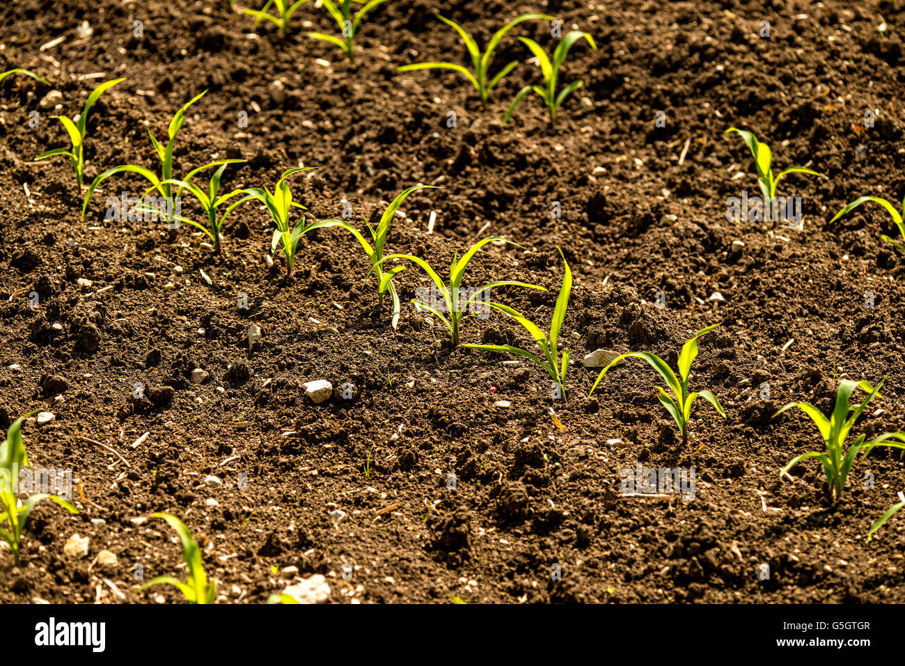 Piantine di mais in un campo Foto Stock