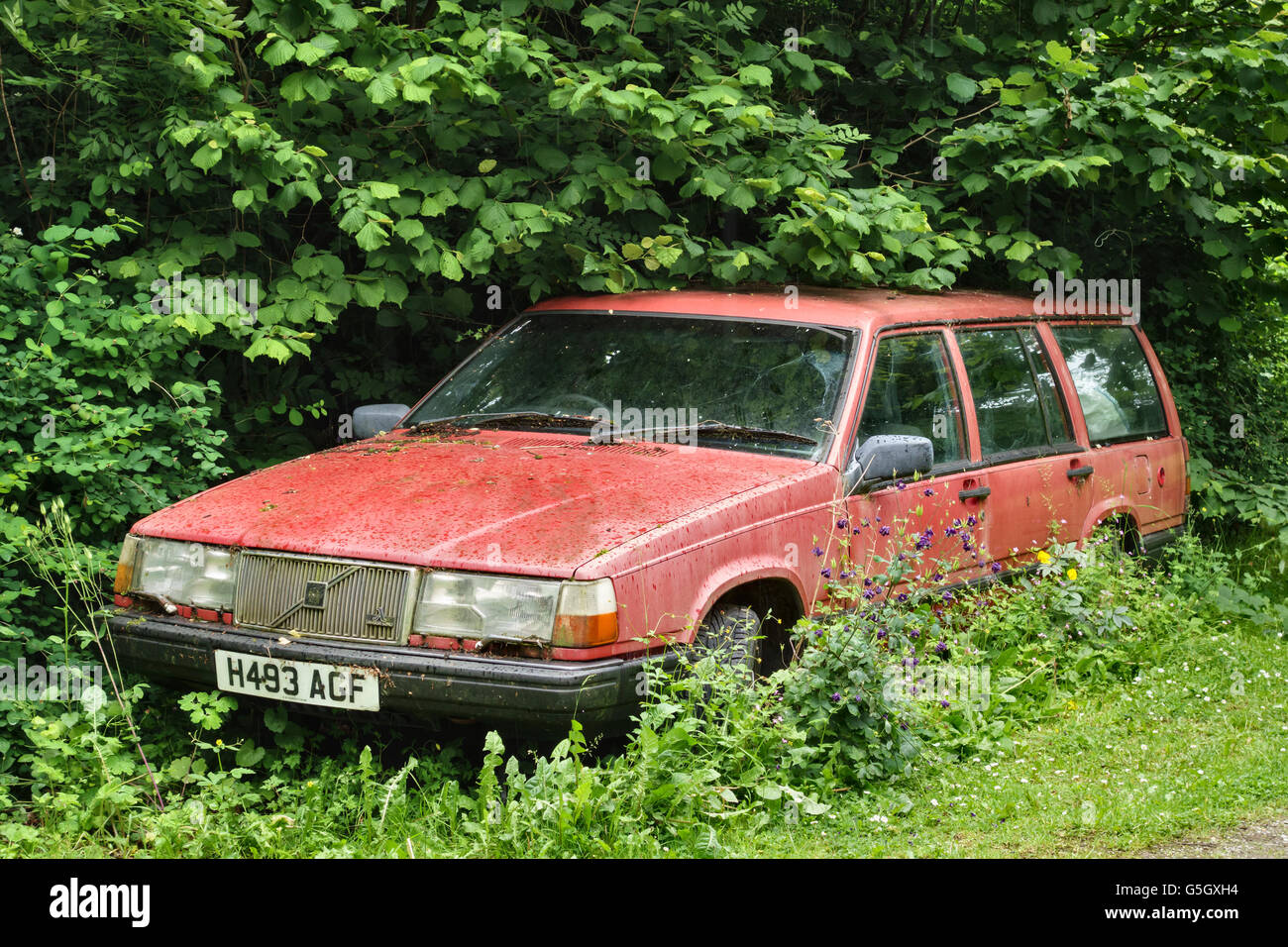 Il Galles, UK. Le erbe infestanti che cresce su un vecchio abbandonato red Volvo Station wagon auto a sinistra in una siepe Foto Stock