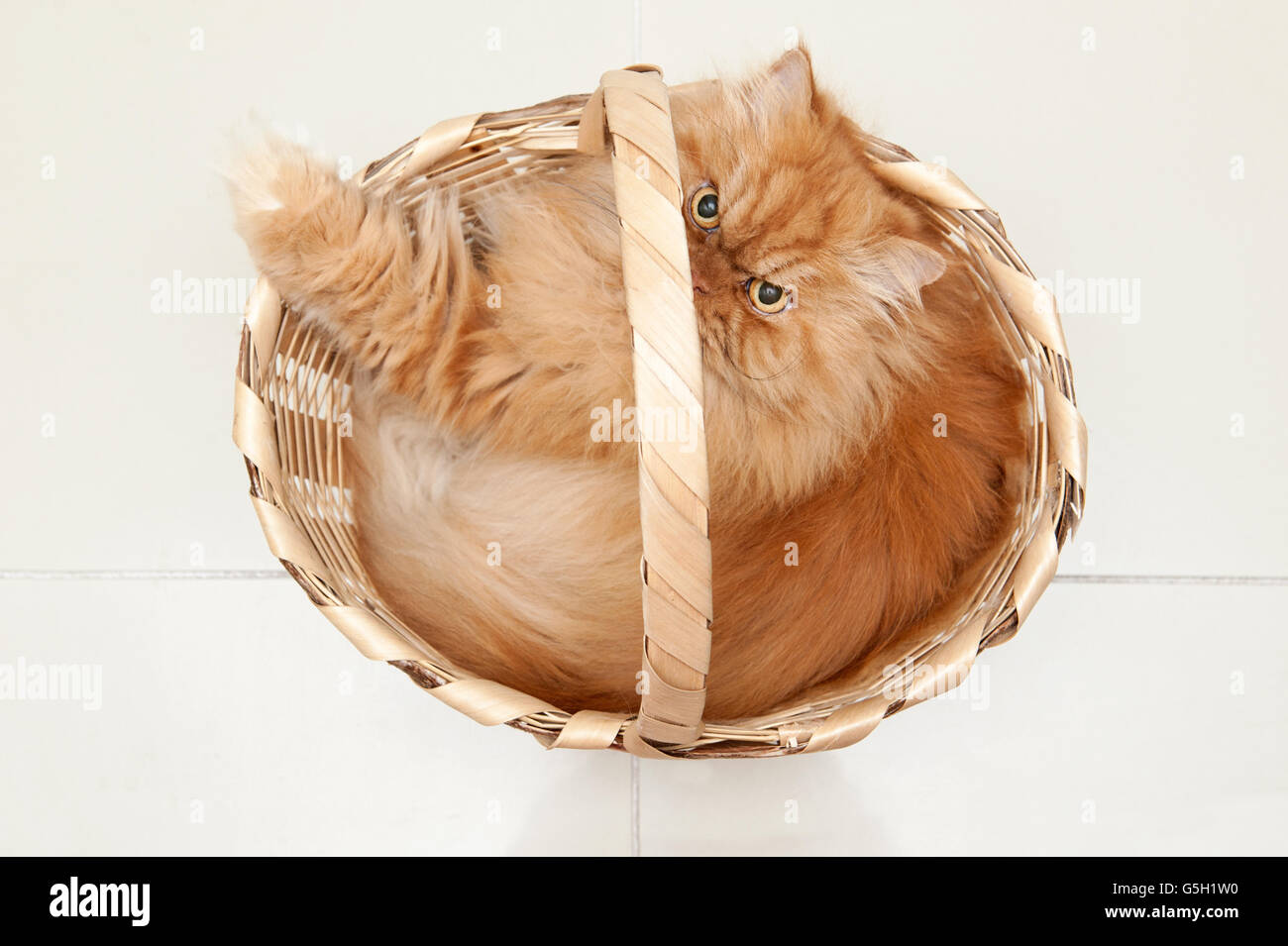 Ritratto di gatto persiano in cesto cercando arrabbiato Foto Stock