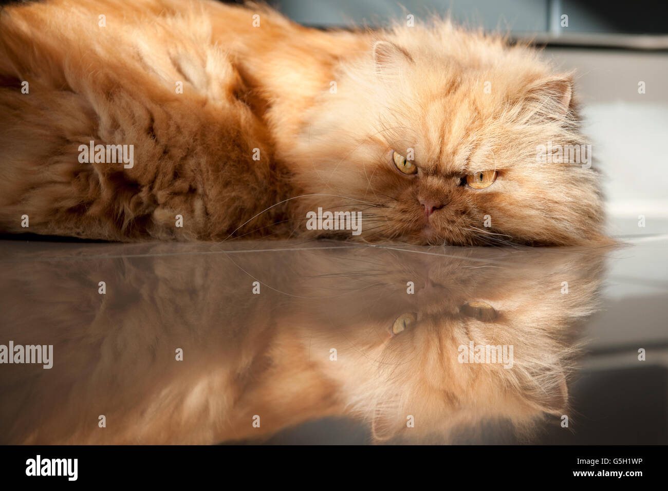 Gatto persiano sdraiato sul pavimento Foto Stock