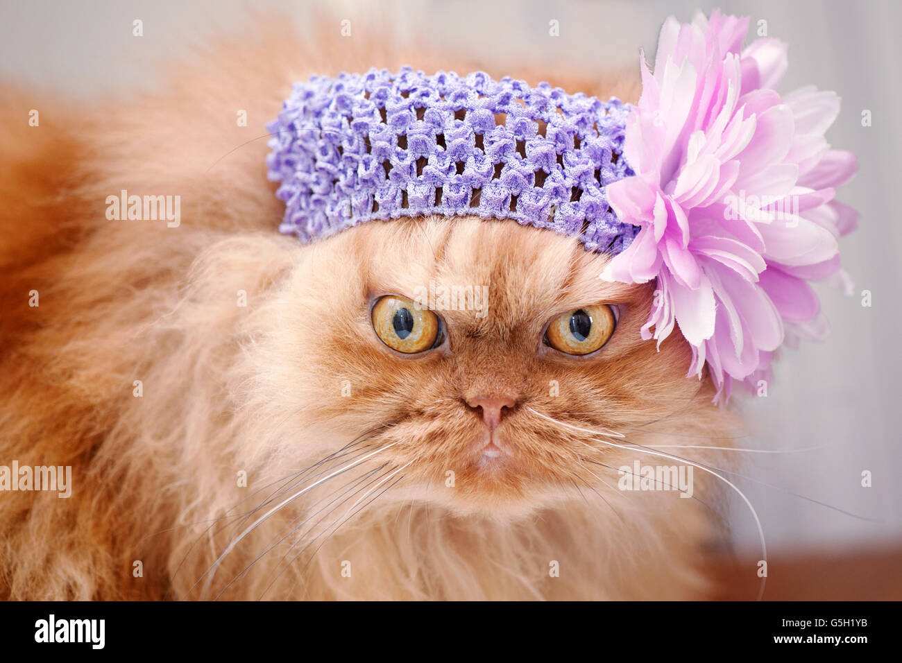Cerchietto per gatti immagini e fotografie stock ad alta risoluzione - Alamy