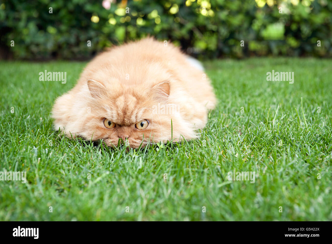 Gatto persiano caccia in giardino Foto Stock