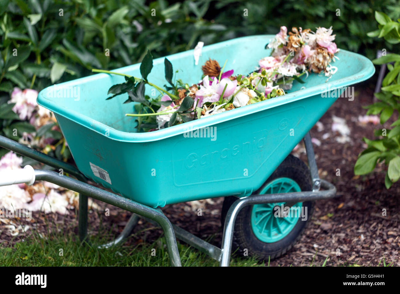 Fiori di peonie selvatiche nella carriola da giardino fiori steli e foglie mortali saranno portati a comporre lavori di giardinaggio a giugno Foto Stock