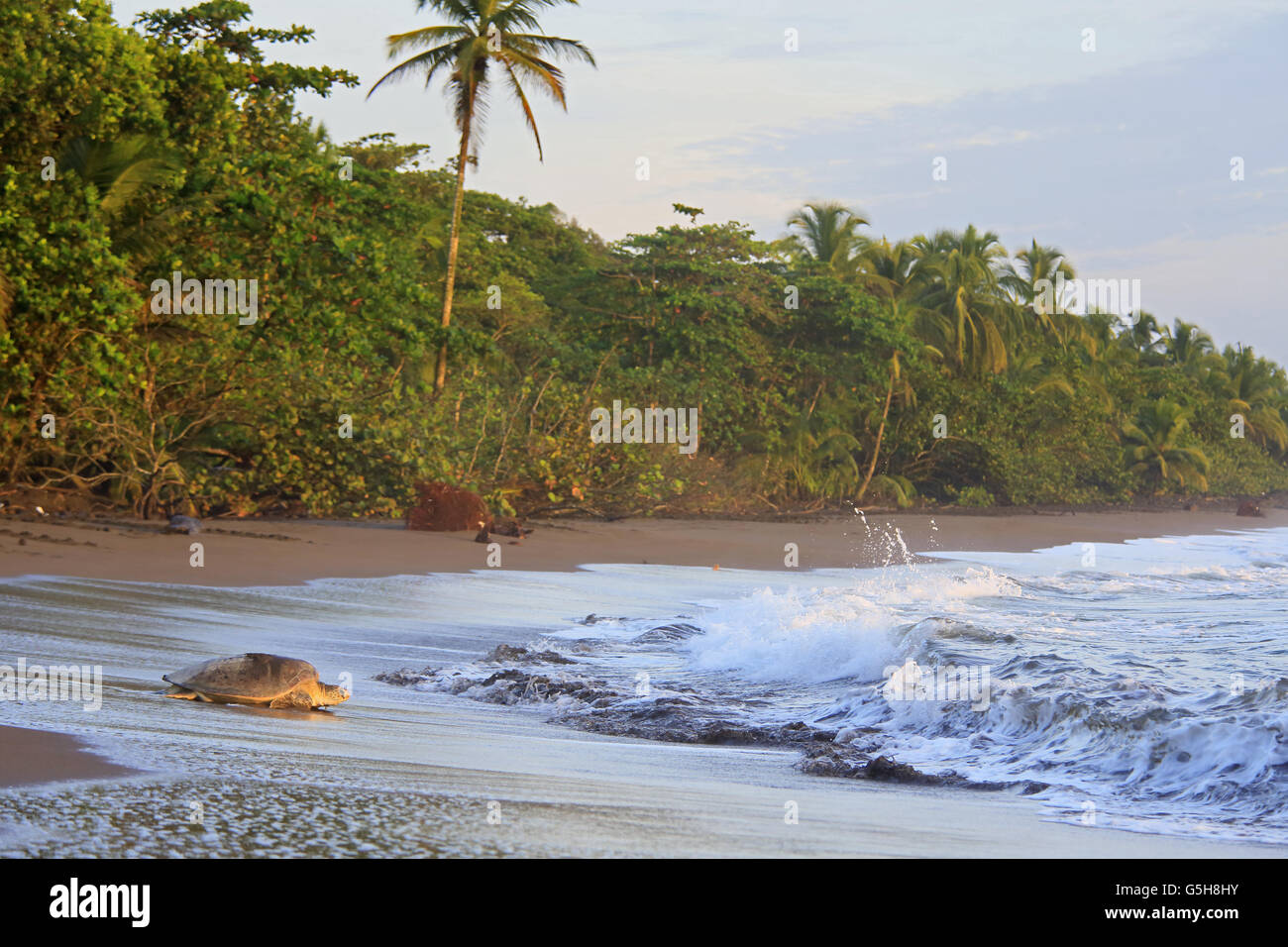 Tartaruga Verde (Chelonia Mydas) tornando a ocean dopo il nesting sulla spiaggia nel Parco Nazionale di Tortuguero in Costa Rica. Foto Stock