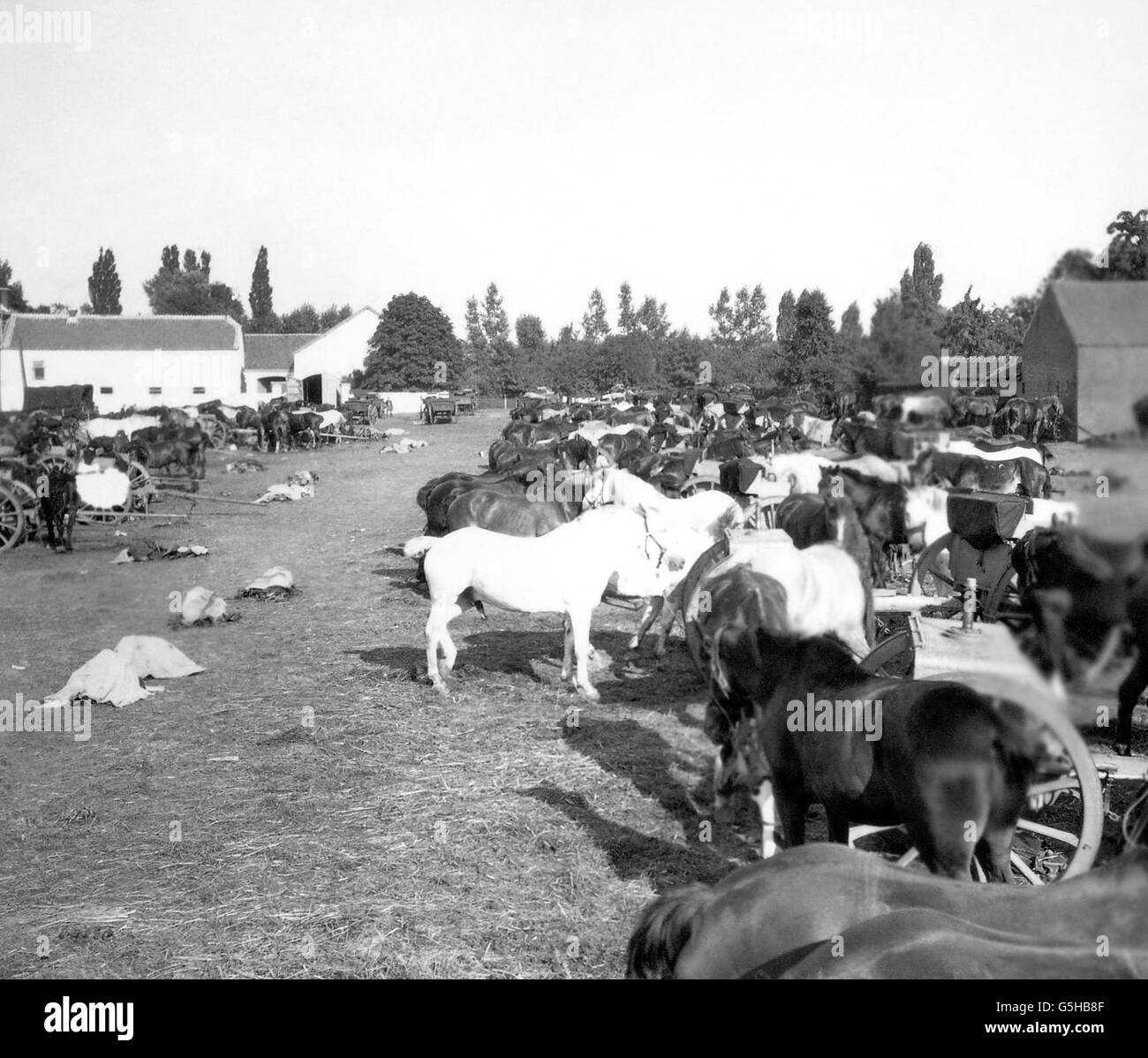 I cavalli si sono attaccati ad un campo belga di Haelen, nei Paesi Bassi. Foto Stock