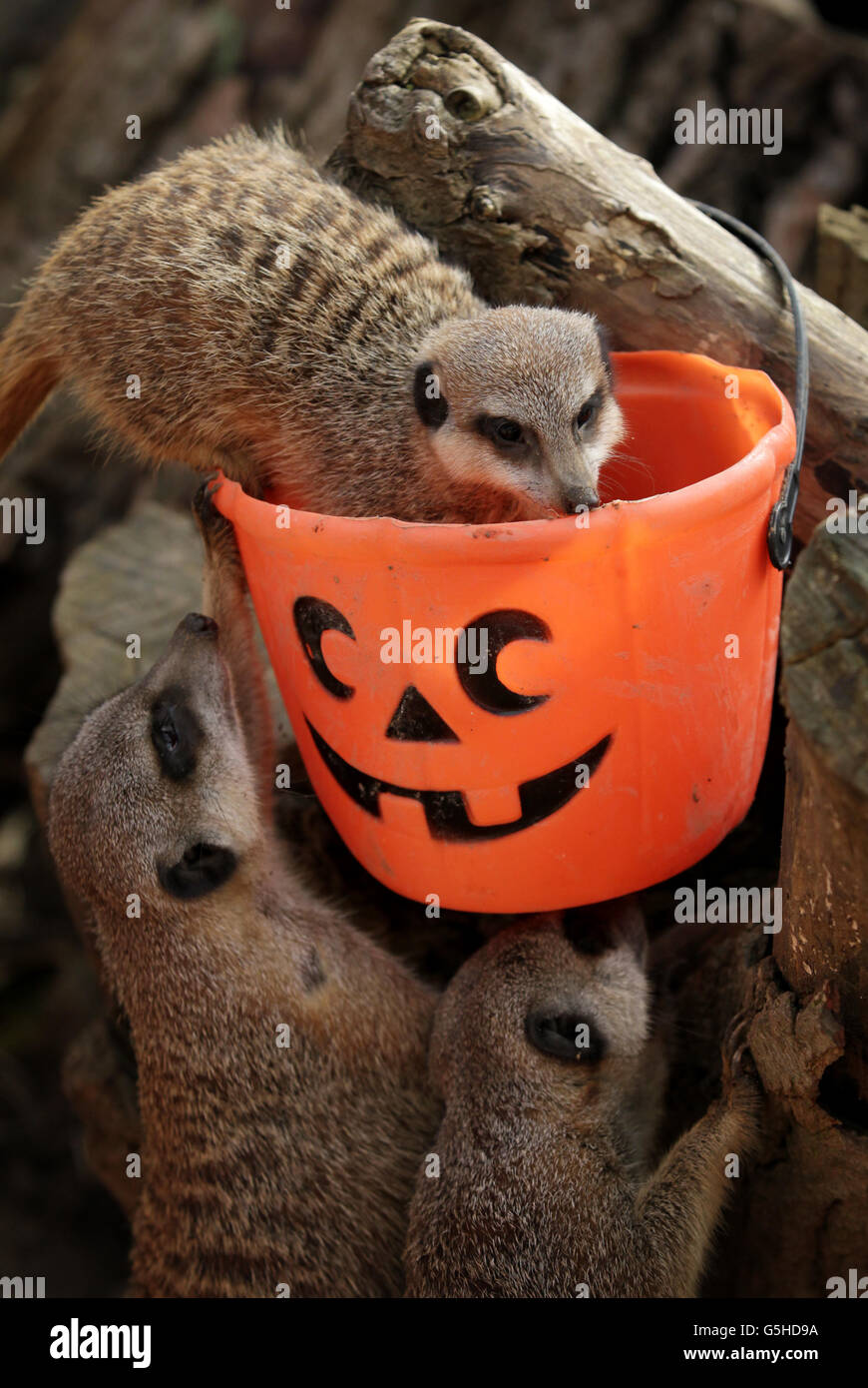 I meerkats al Port Lympne Wild Animal Park vicino a Hythe, Kent, indagano i secchi di alimentazione in stile zucca, come parte di un programma di arricchimento a tema Halloween presso il parco. Foto Stock
