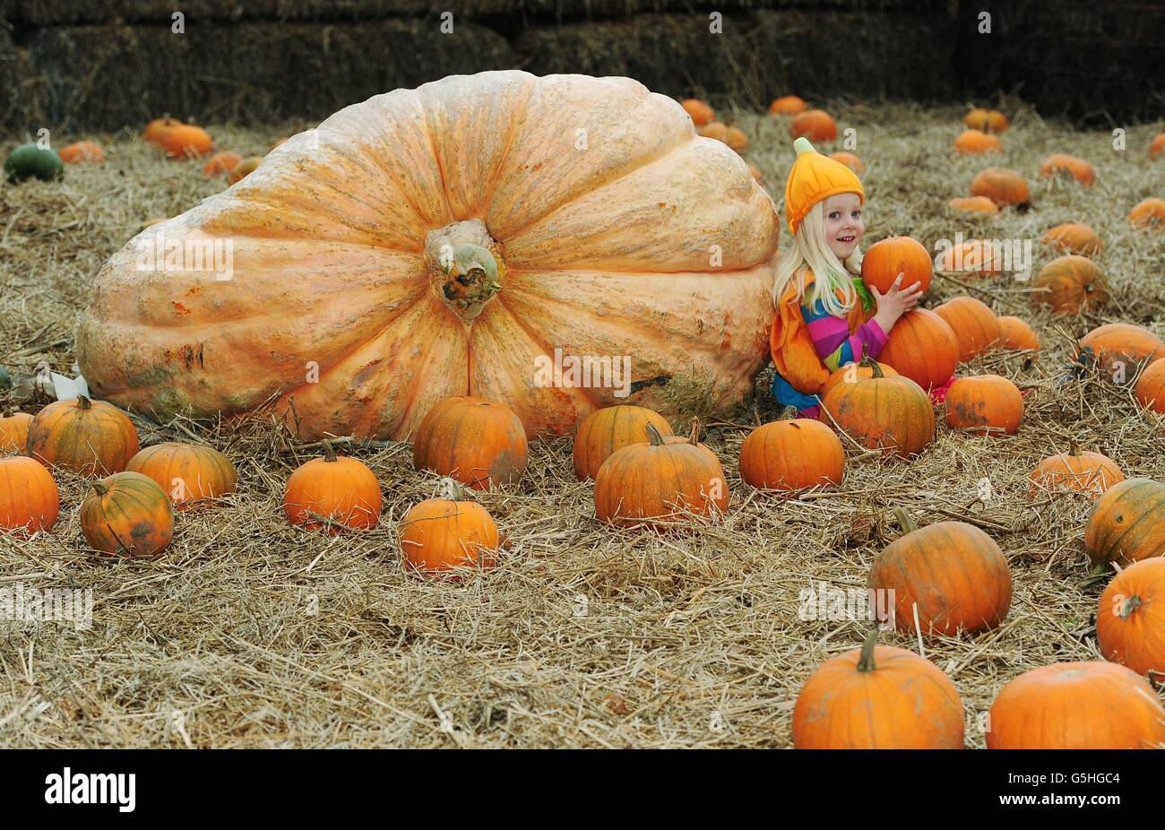 Amelie Kilner, di quattro anni, si trova accanto a una zucca gigante del peso di 526 kg, l'equivalente di circa cinque elefanti bambini, in esposizione al York Maze. Foto Stock