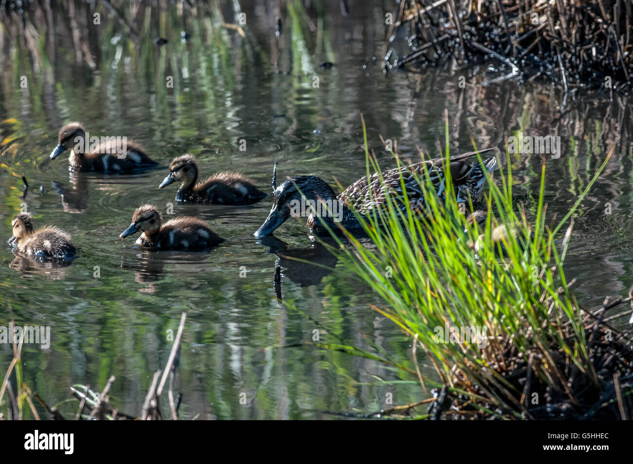 Questa Madre Mallard Duck prende il suo bebè fuori per un pranzo a base di alghe in un acqua salmastra piscina. Foto Stock