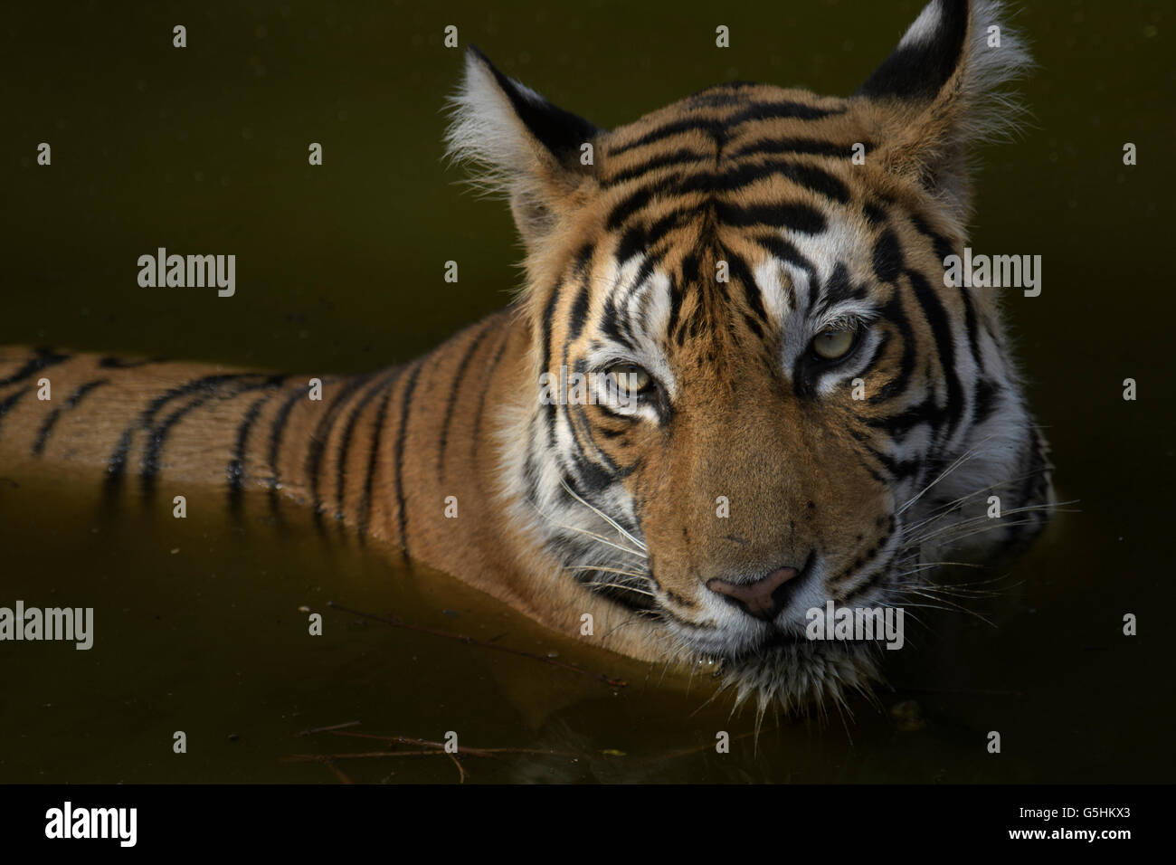 Tigre T60 o Junior Indu il raffreddamento in Phoota Kot waterhole di Ranthambhore National Park, India su una mattina d'estate. Foto Stock