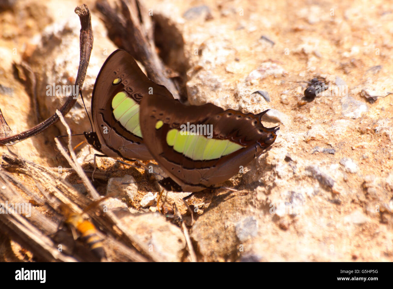 Diversità delle specie di farfalle,Butterfly mangiare Salt Lick sul suolo alla Ban Krang Camp, Kaeng Krachan national park Phetchaburi, Foto Stock