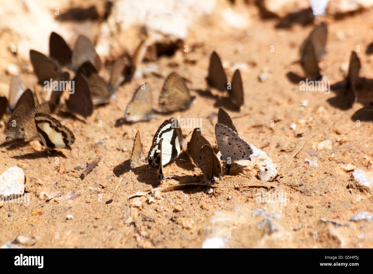Diversità delle specie di farfalle,Butterfly mangiare Salt Lick sul suolo alla Ban Krang Camp, Kaeng Krachan national park Phetchaburi, Foto Stock