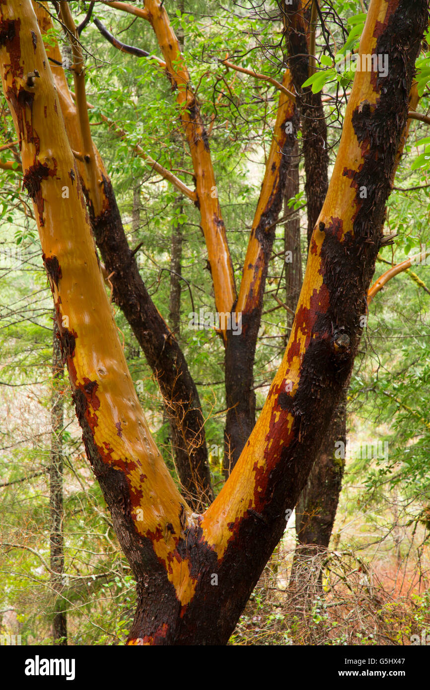 Pacific madrone lungo Sixmile Creek, Illinois selvatica e Scenic River, Siskiyou National Forest, Oregon Foto Stock