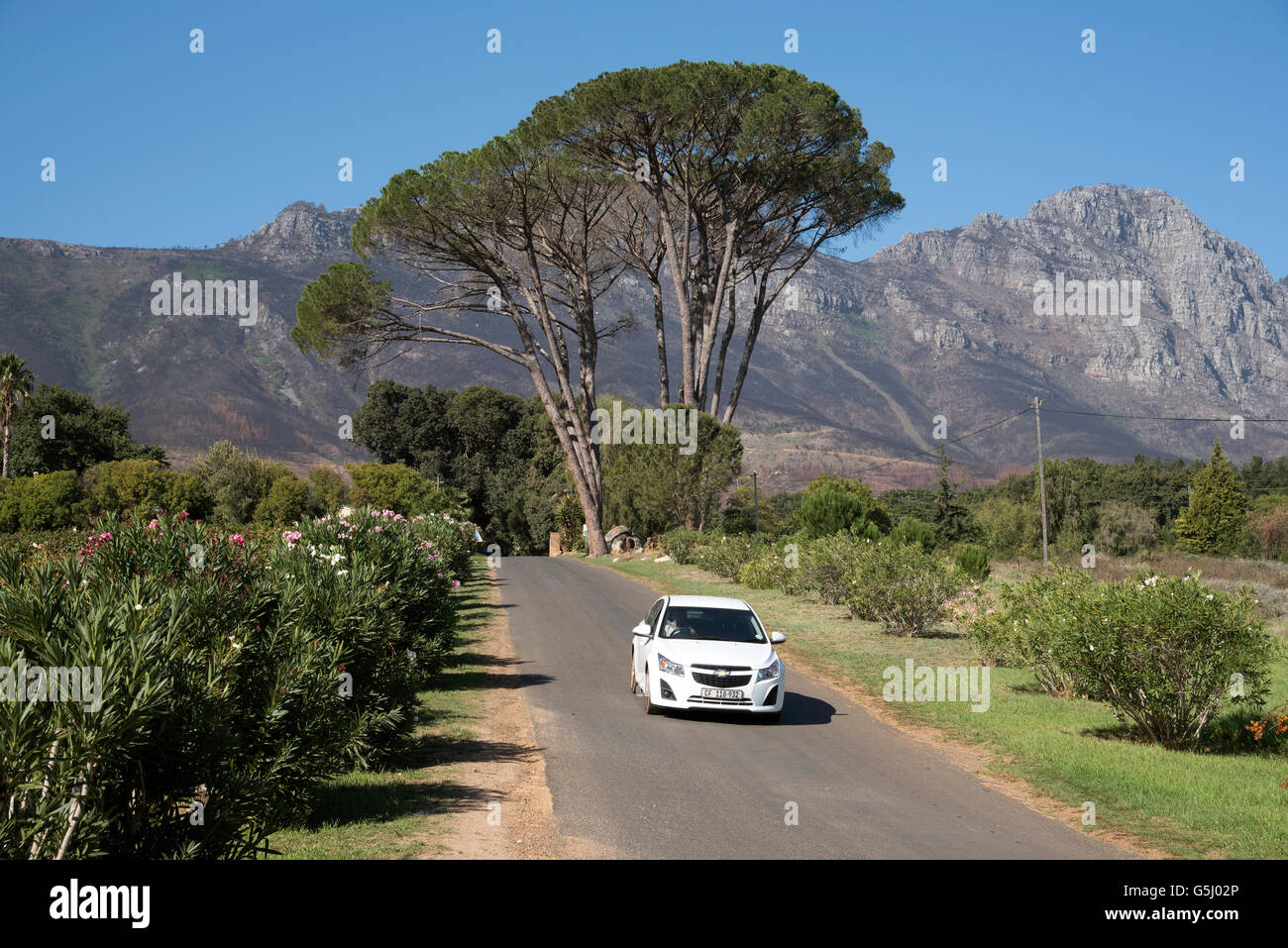 Viaggiare lungo la Stellenbosch La via del vino nella Western Cape Sud Africa Foto Stock