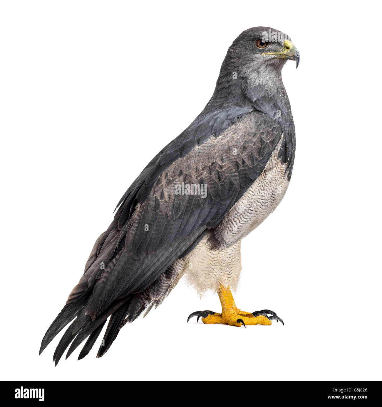 Blu cileno eagle - Geranoaetus melanoleucus (17 anni) di fronte a uno sfondo bianco Foto Stock