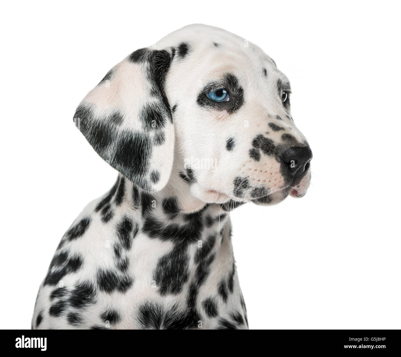 Close-up di un cucciolo dalmata con heterochromia davanti a uno sfondo bianco Foto Stock
