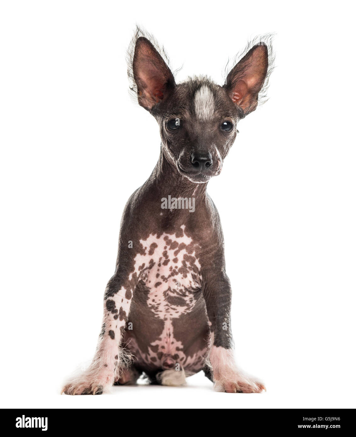 Il cinese crested cane cucciolo seduto davanti a uno sfondo bianco Foto Stock
