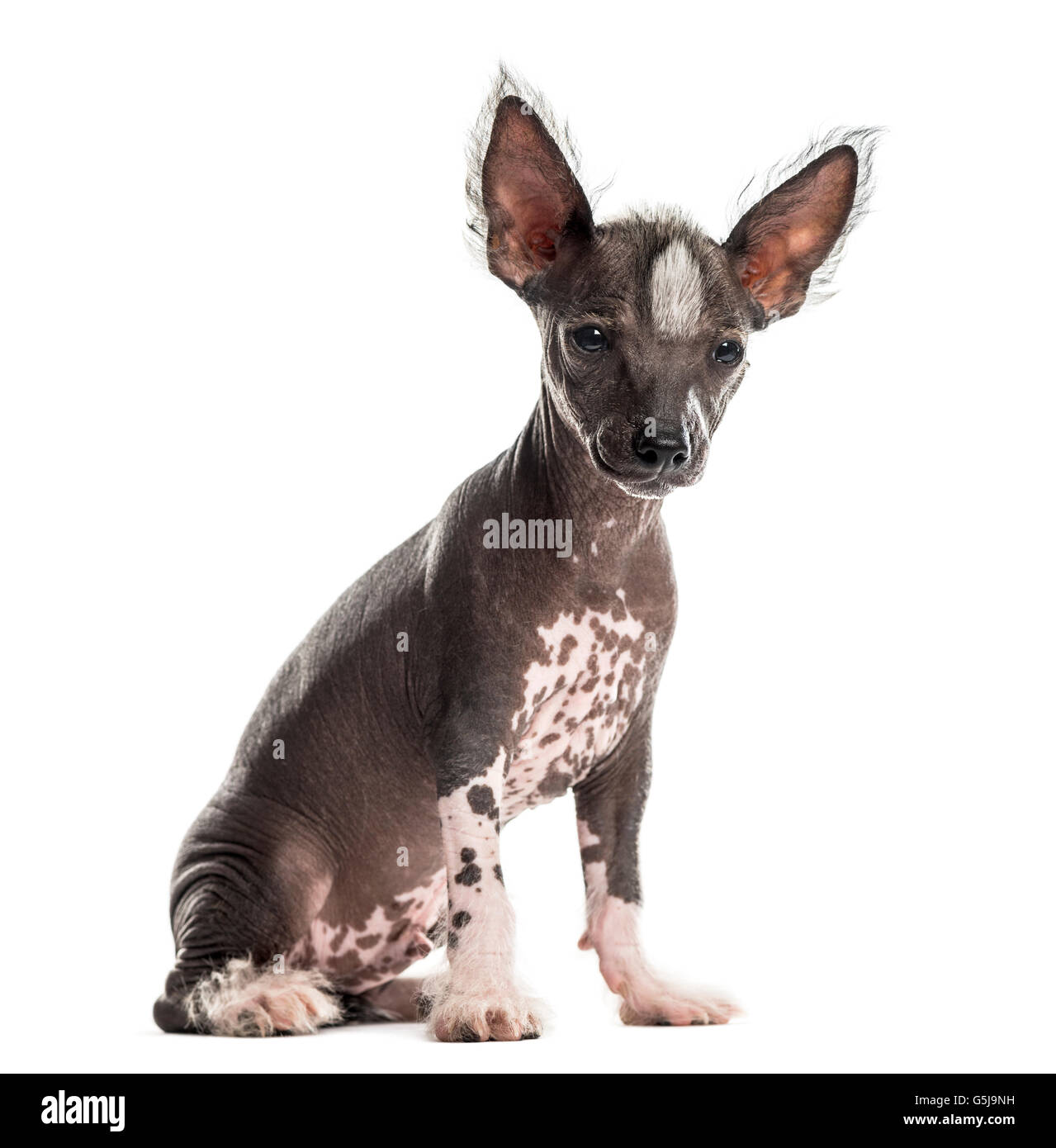 Il cinese crested cane cucciolo seduto davanti a uno sfondo bianco Foto Stock