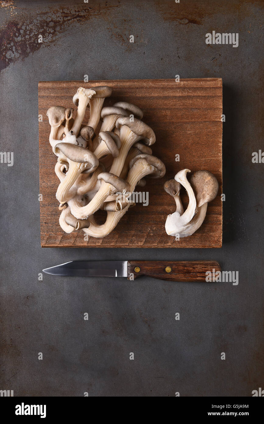 Funghi Oyster su un taglio di legno di bordo su una superficie metallica con un coltello seghettato. Vista superiore in formato verticale con copia spazio. Foto Stock