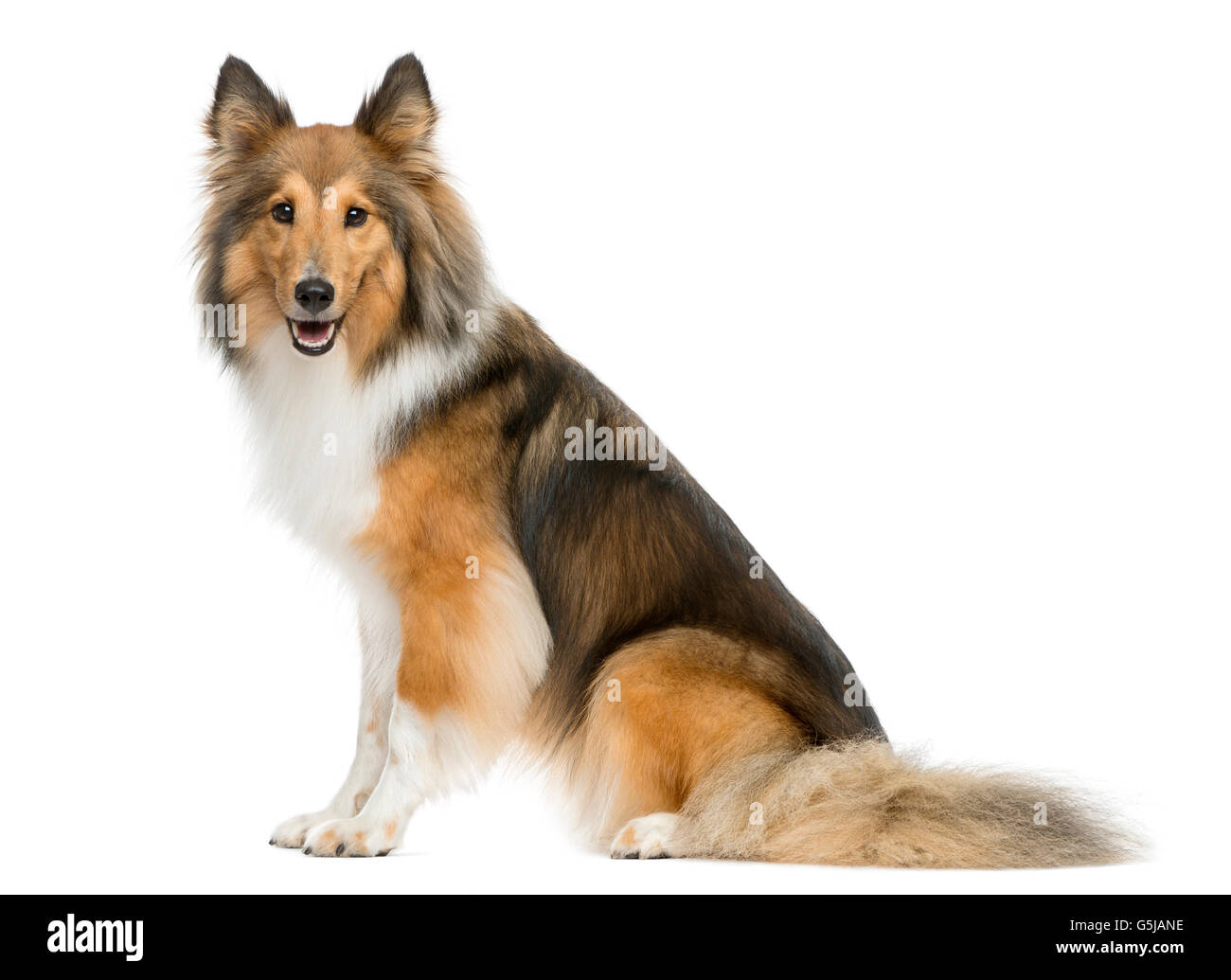 Shetland Sheepdog seduto davanti a uno sfondo bianco Foto Stock