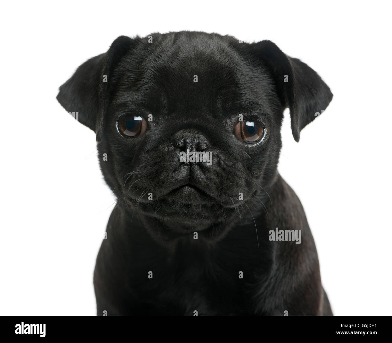 Close-up di un Pug cucciolo di fronte a uno sfondo bianco Foto Stock