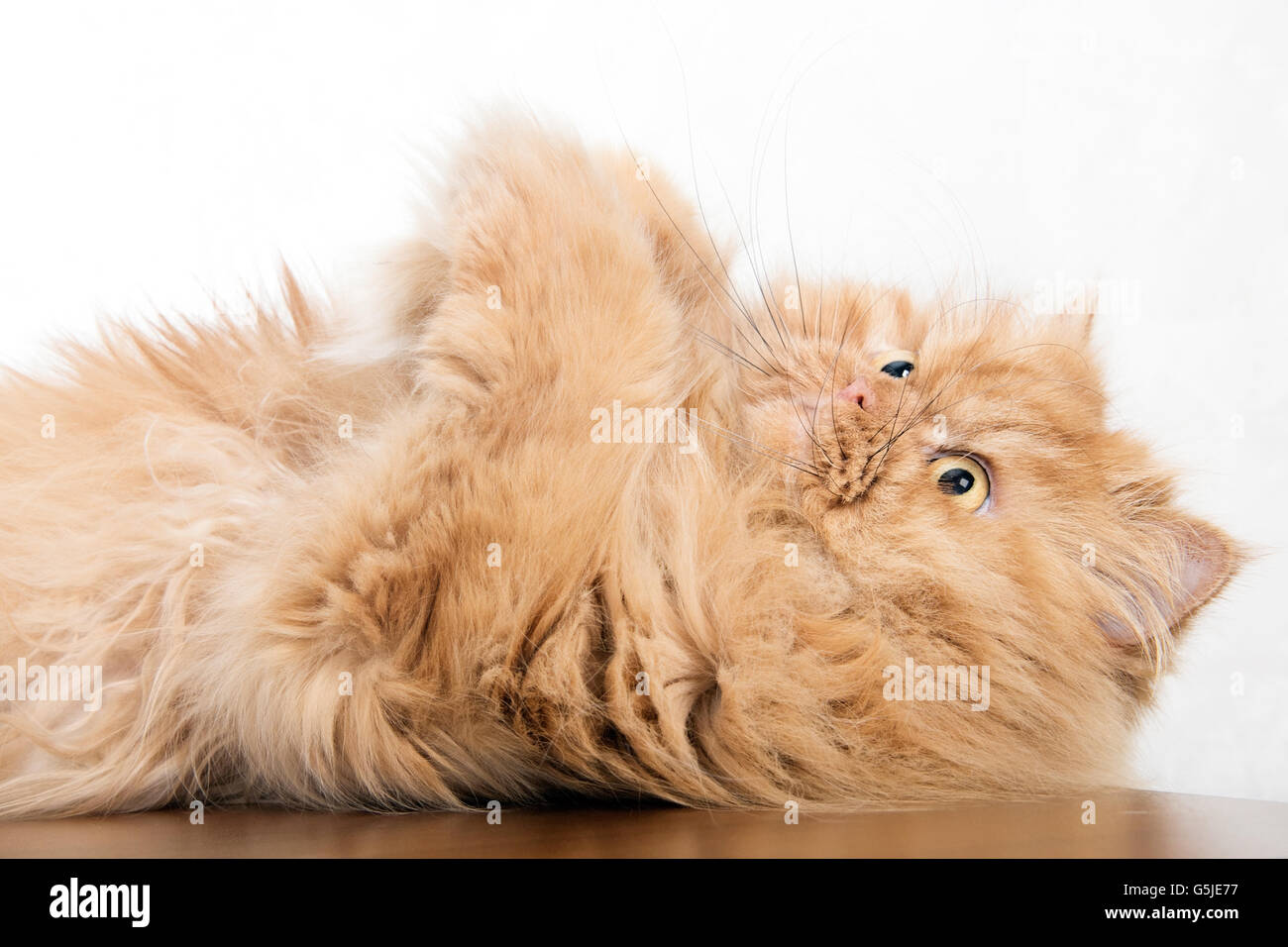Gatto persiano giacente sul retro Foto Stock