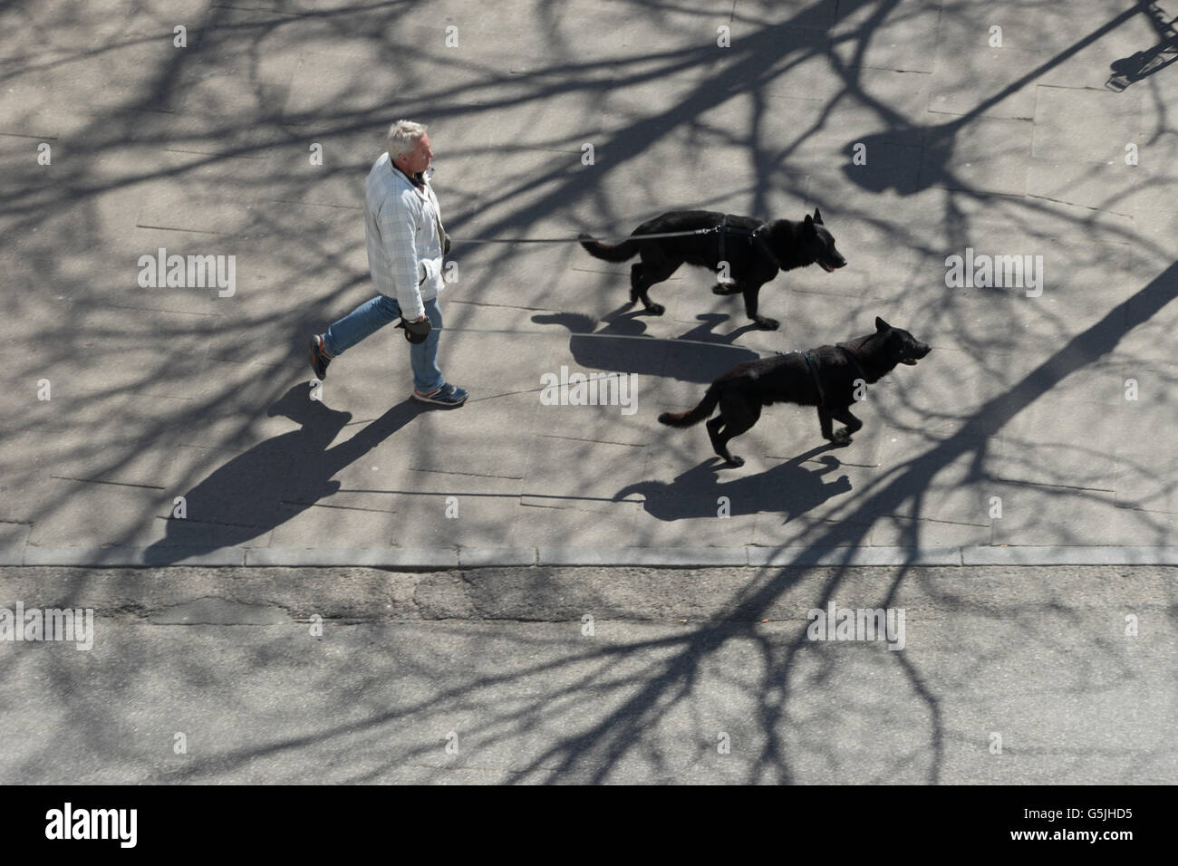 Quadrato con alberi gettando ombre, visto da sopra, uomo a camminare con due cani Foto Stock