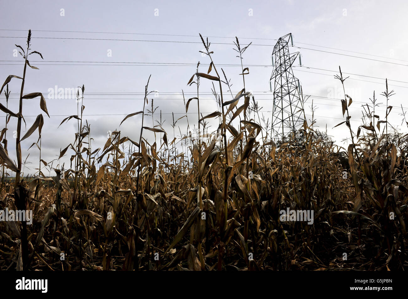 Una visione generale di un pilone elettrico in un campo di mais vicino al villaggio di Loxton, nelle colline di Mendip, Somerset, come gli attivisti ambientali hanno promesso di continuare la lotta contro i piani per un'enorme rete di piloni elettrici attraverso le parti del Somerset. Foto Stock