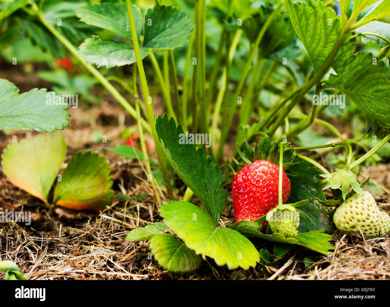 Coltivazione fragola in giardino con un bel colore rosso. Foto Stock