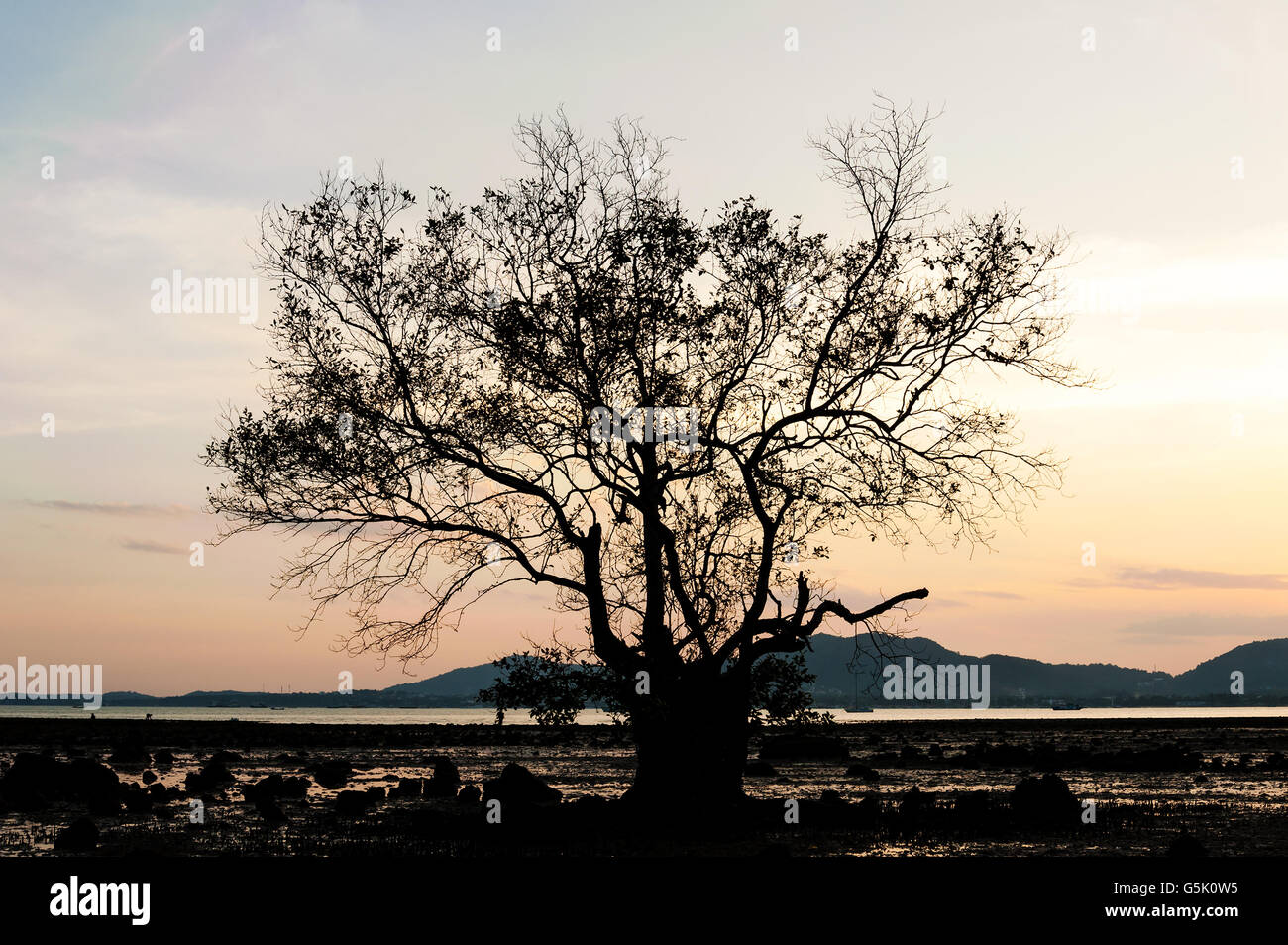 La texture ramo di albero, Silhouette ramo di albero con i colori del tramonto, ramo texture in colore del crepuscolo, Paesaggio marino con c Foto Stock