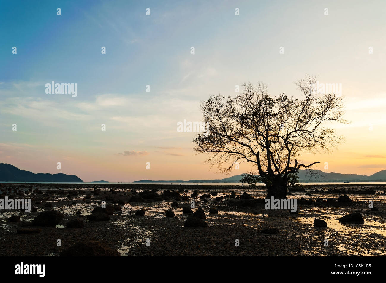 Seascape con i colori del tramonto in ombra, spiaggia tramonto con silhouette ramo di albero in twilight Foto Stock