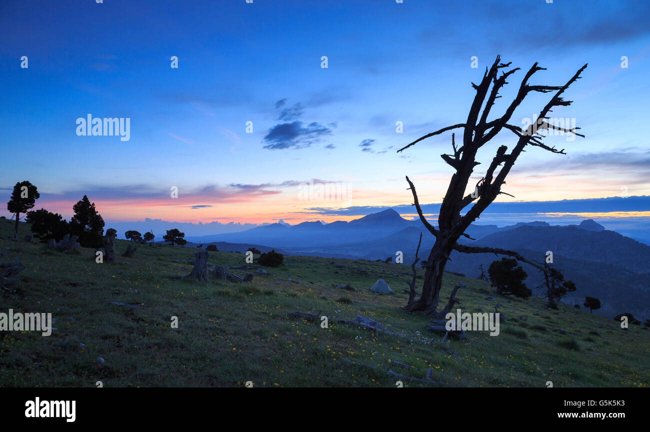 Albero morto e una tenda in montagna durante una tranquilla sunrise in Francia. Foto Stock