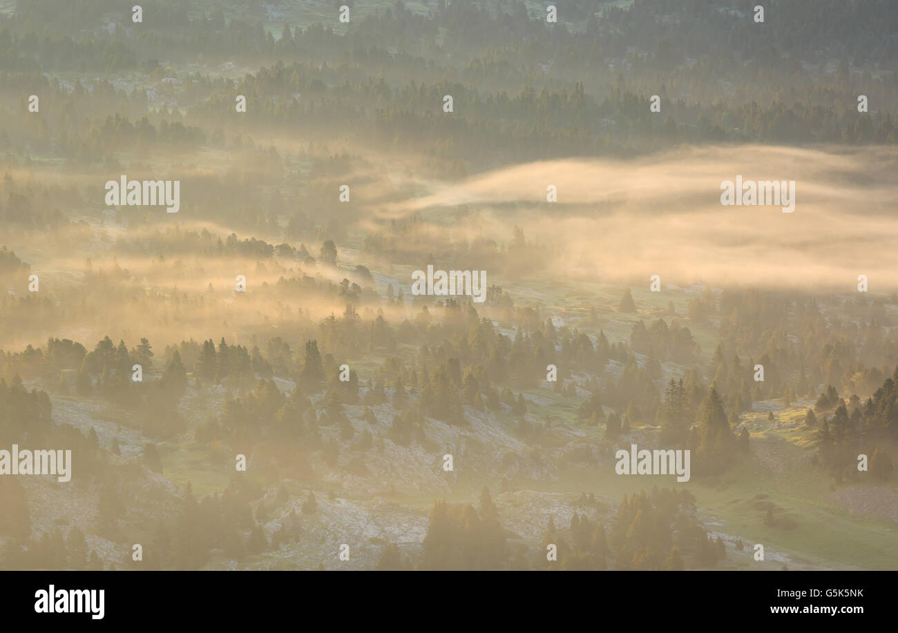 La nebbia in una foresta durante una tranquilla estate sunrise in montagna. Foto Stock