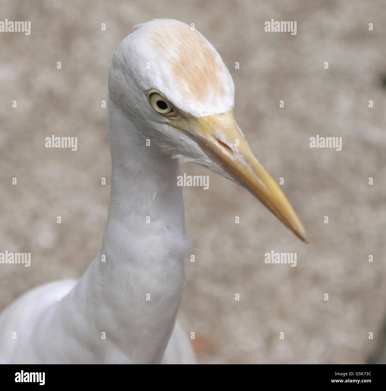 Airone guardabuoi Foto Stock